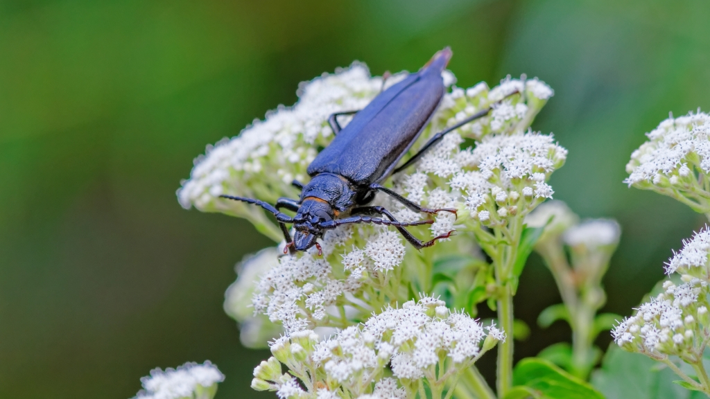 13 - Quetzal NP (03).jpg